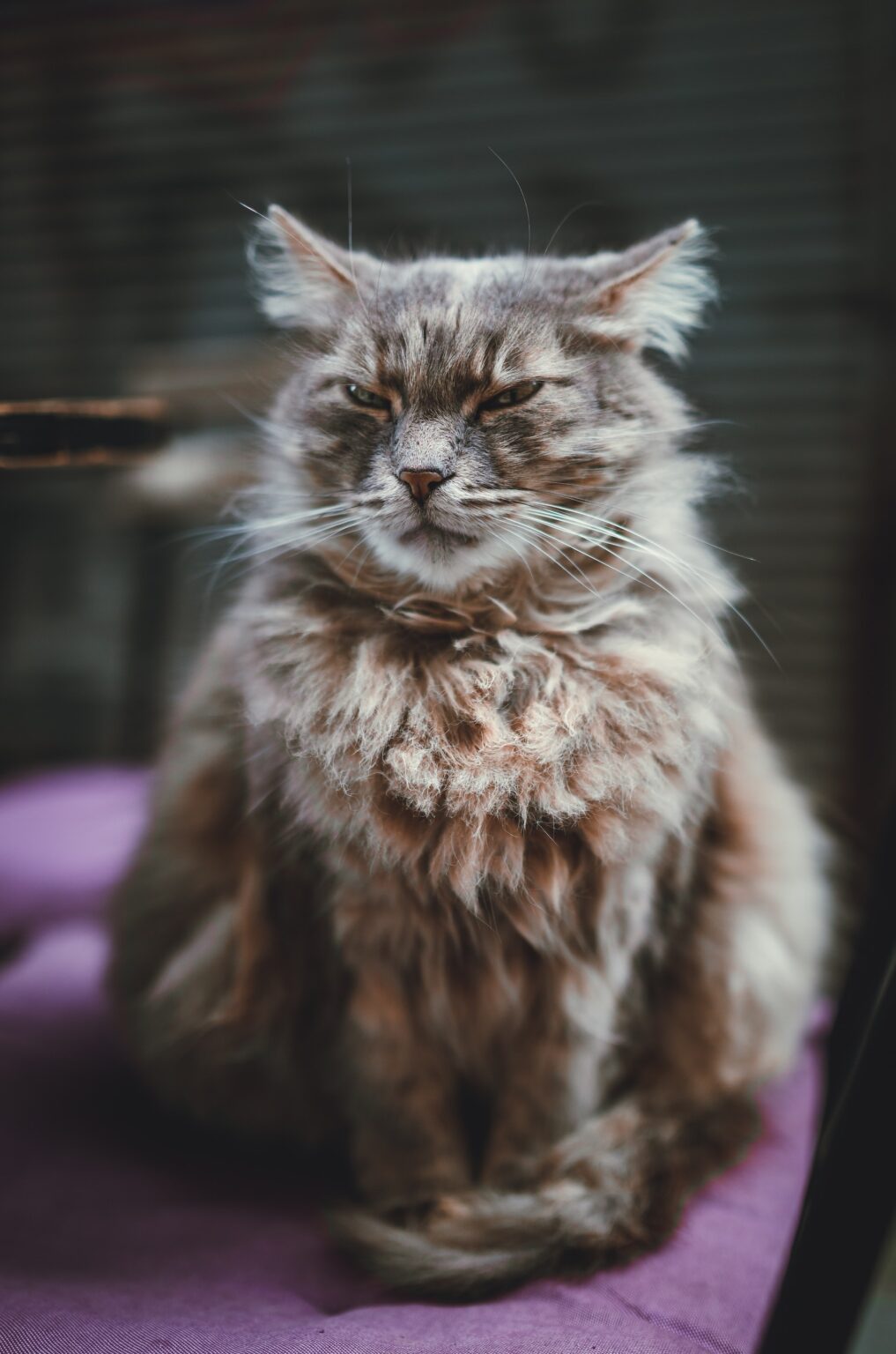 24 Weird Cat Behaviors Explained What Are They Trying To Say? Stay Weird