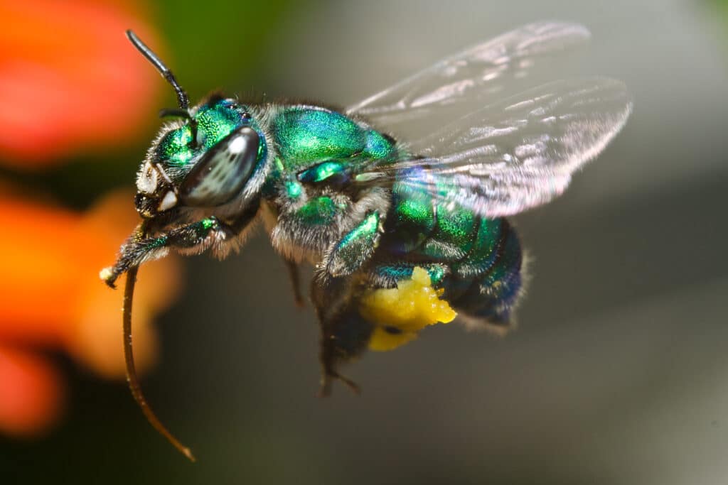 When 22 Bugs Pretend To Be Something Else: An Insect Mimicry Guide ...