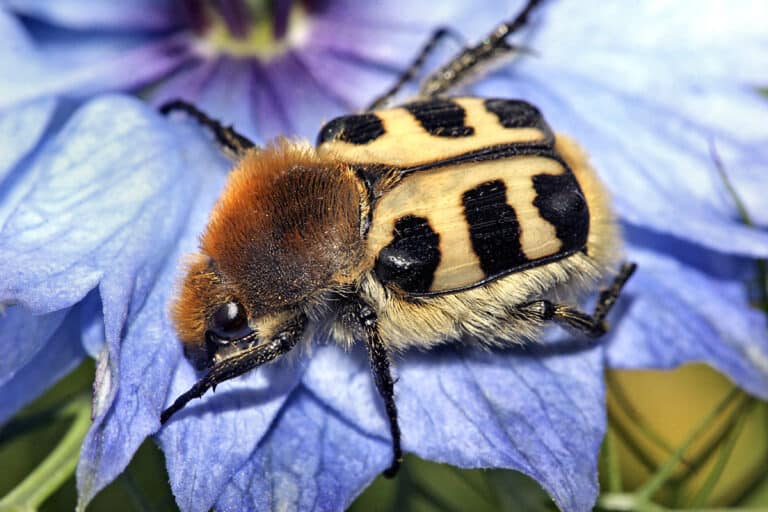 When 22 Bugs Pretend To Be Something Else: An Insect Mimicry Guide ...