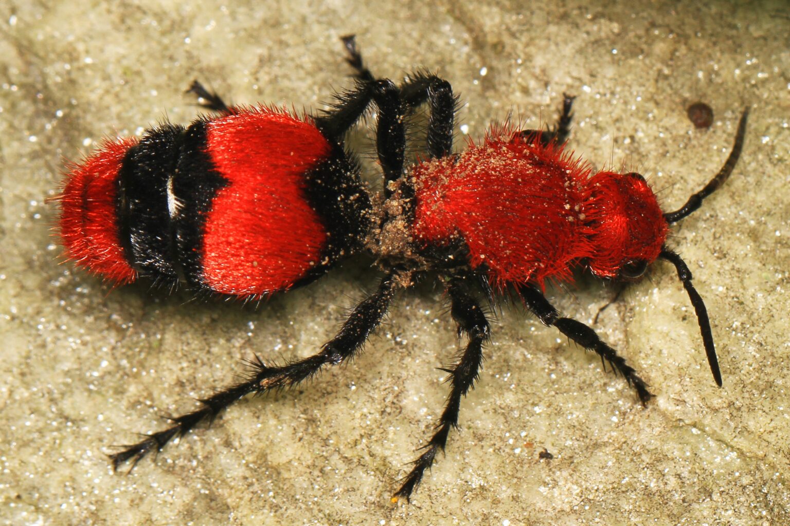 When 22 Bugs Pretend To Be Something Else: An Insect Mimicry Guide ...