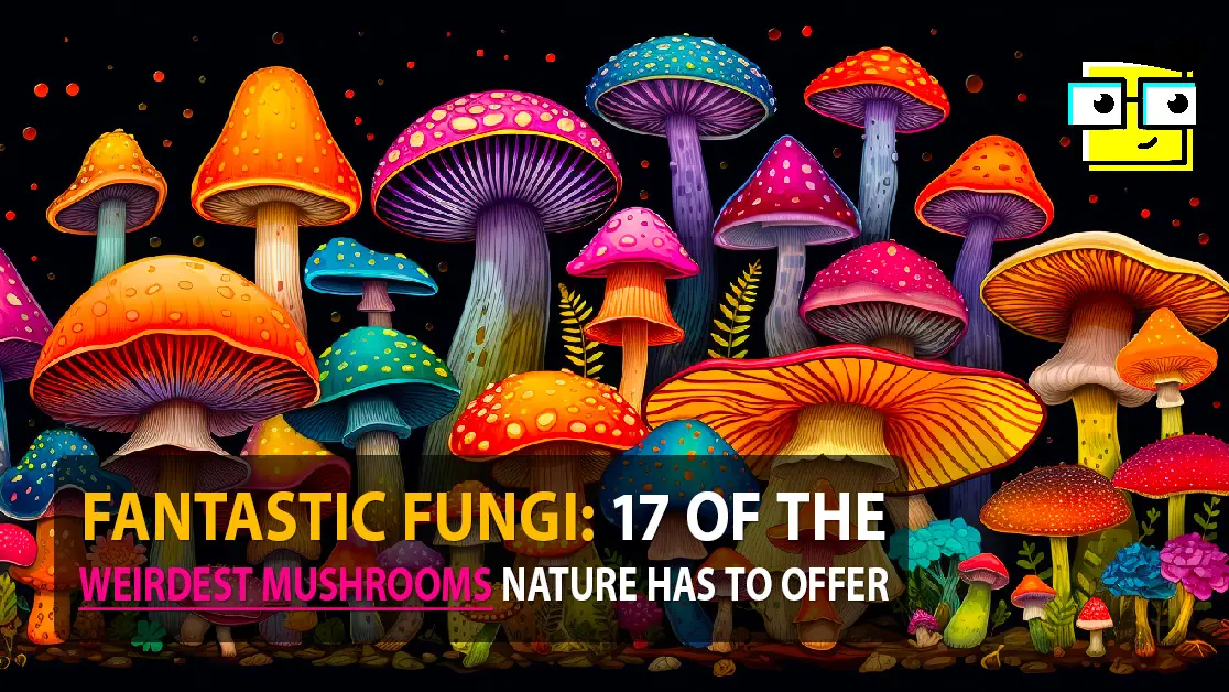 Fantastic Fungi 17 Of The Weirdest Mushrooms Nature Has To Offer Fantastic Fungi 17 Of The Weirdest Mushrooms Nature Has To Offer