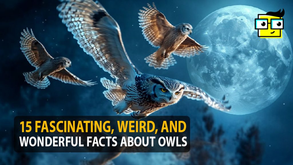 15 Fascinating Weird And Wonderful Facts About Owls Stay Weird 15-fascinating-weird-and-wonderful-facts-about-owls-stay-weird