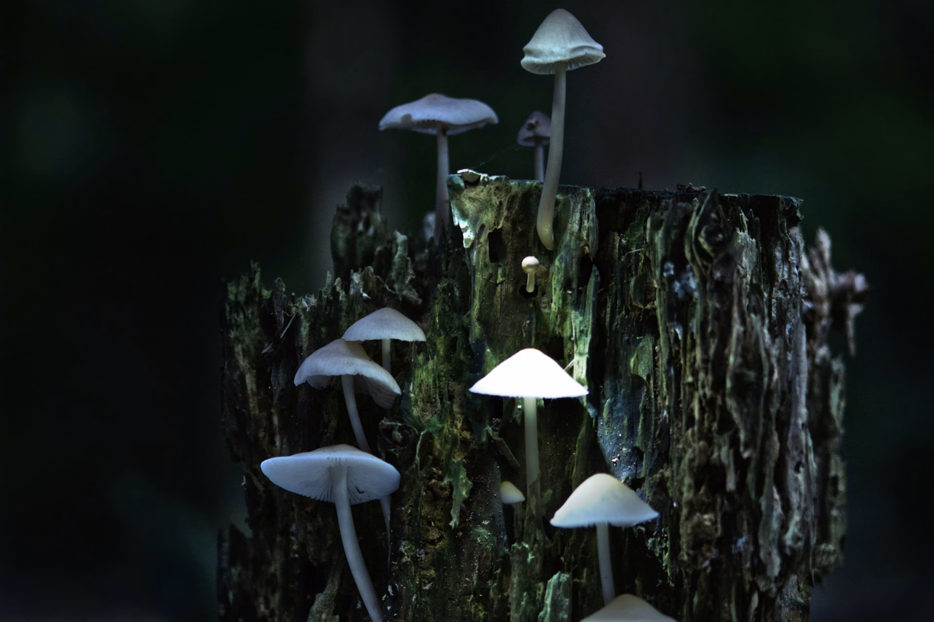 mushrooms glowing in the dark