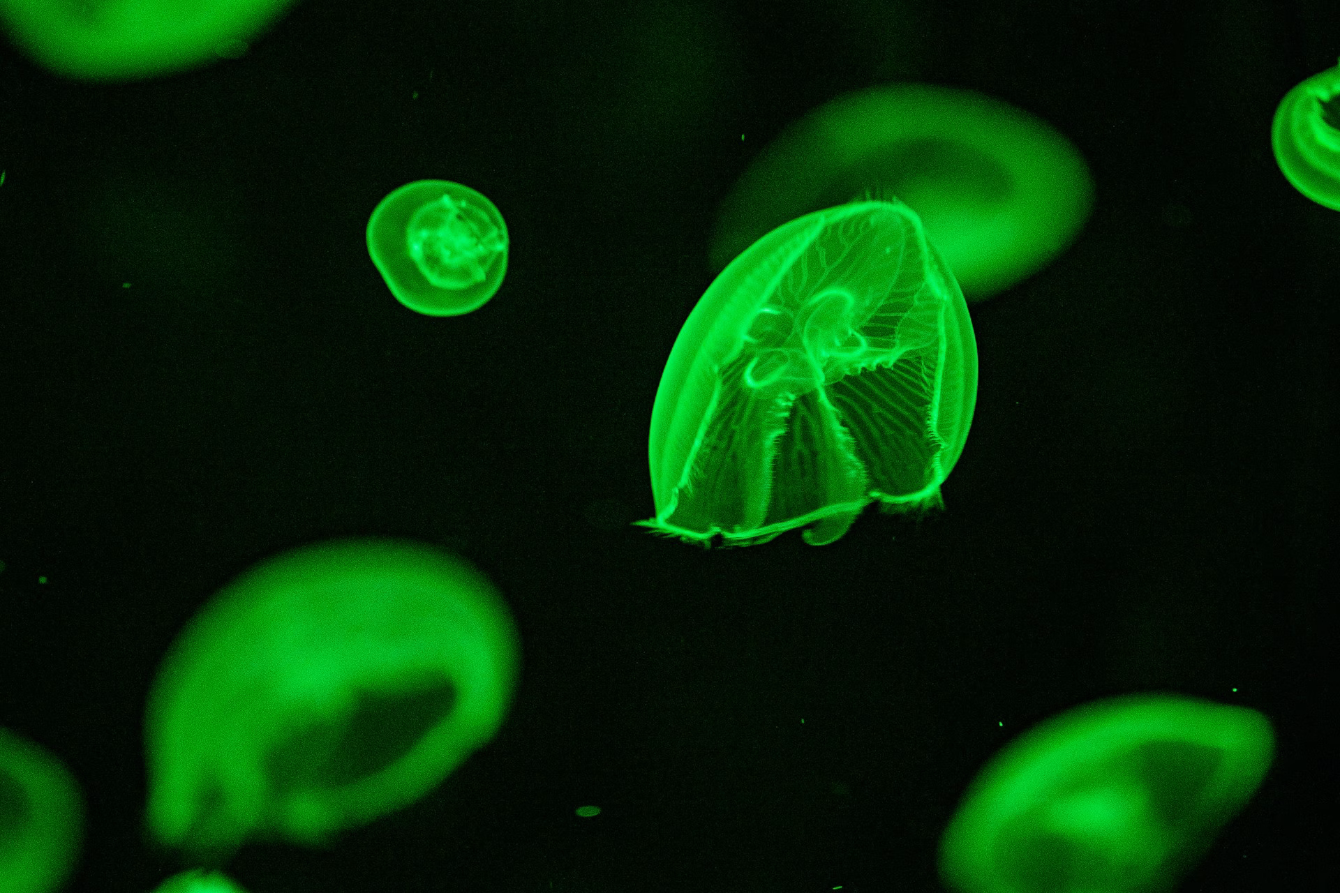 green glow jellyfish fluorescent