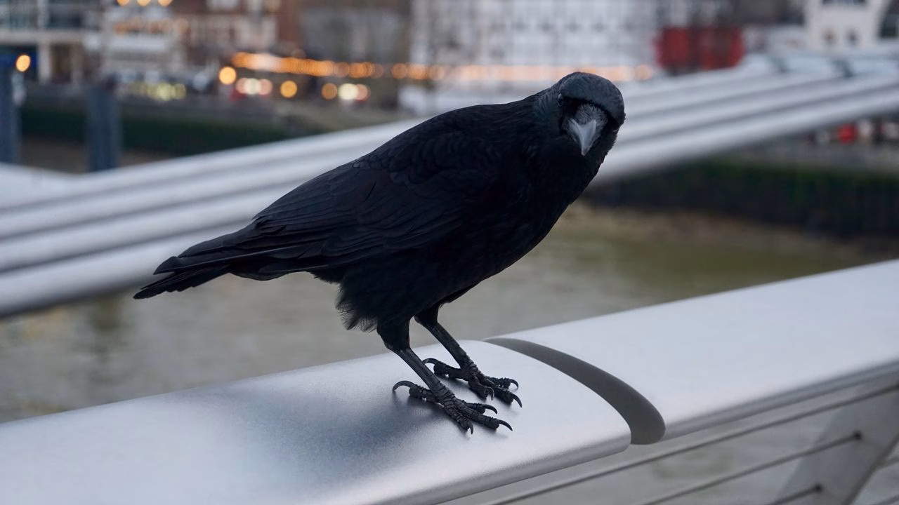 crow staring into camera