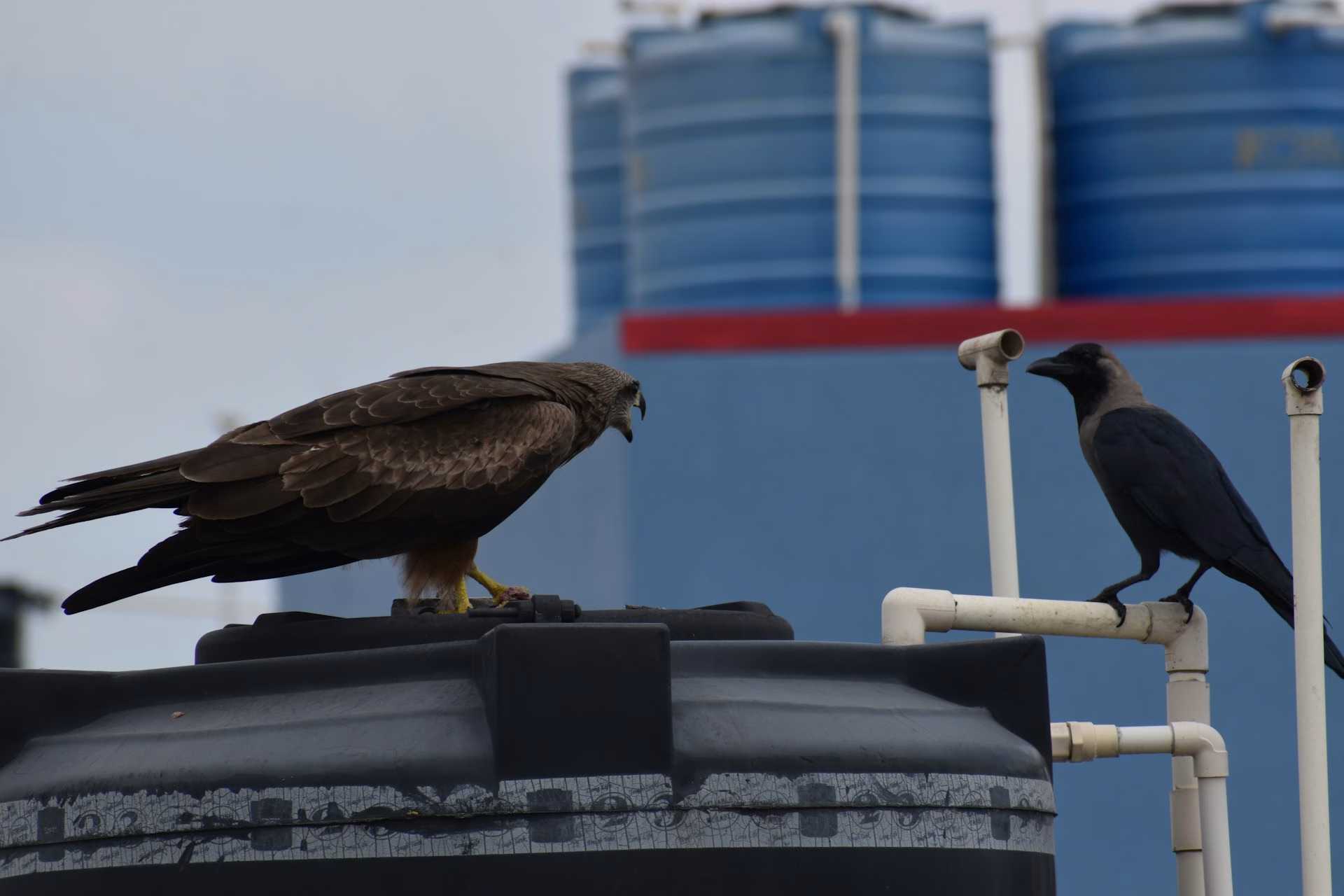 crow together with hawk