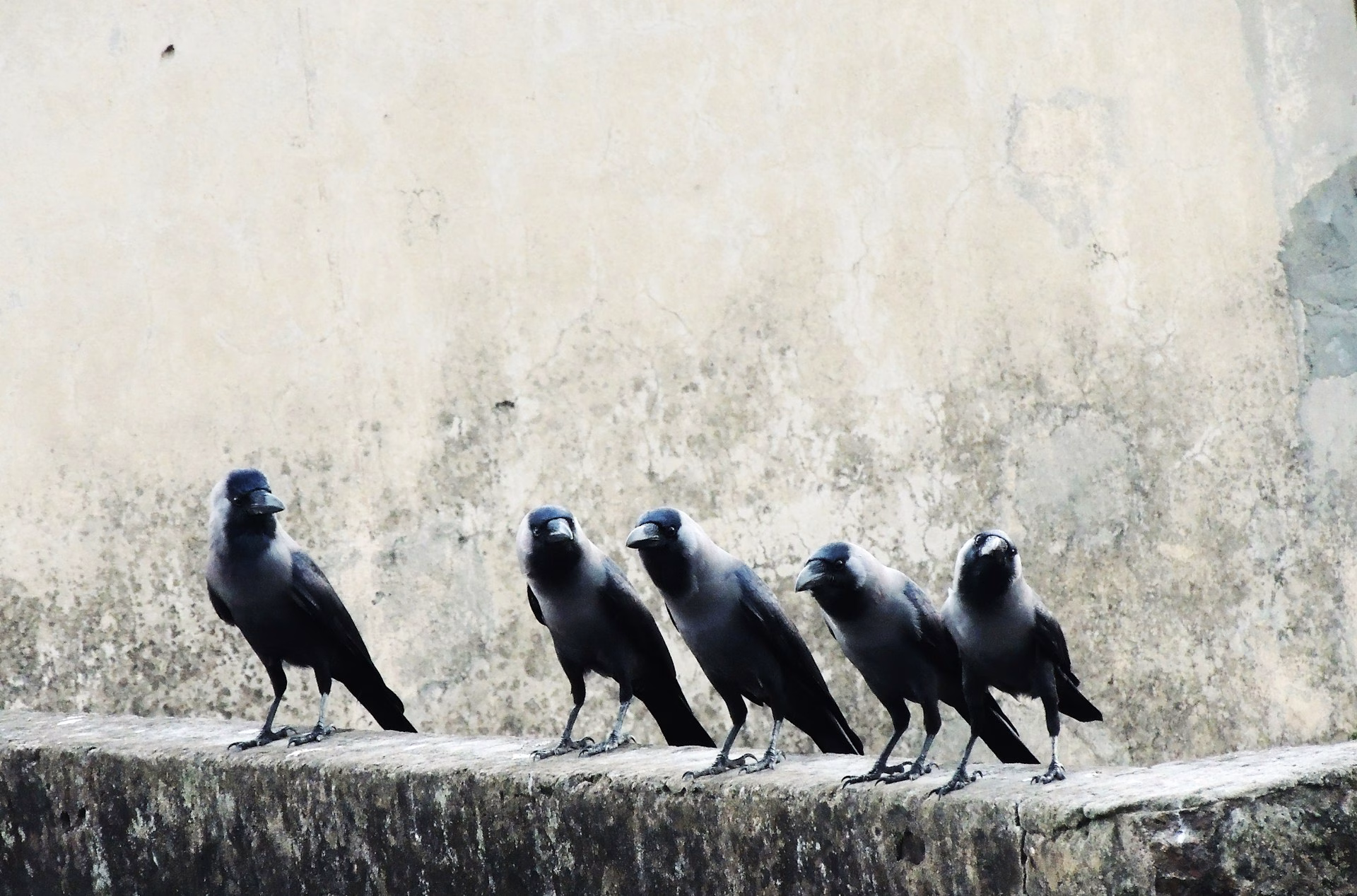 Crows sitting next to eachother